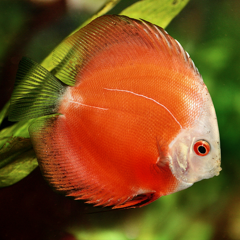 Discus